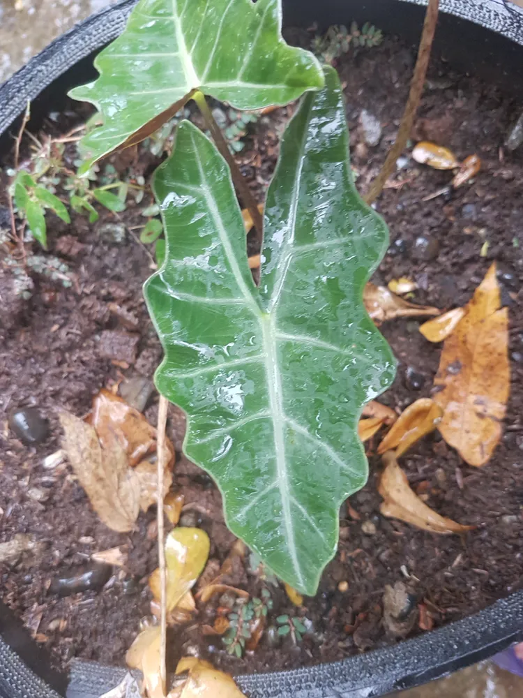 Plante alocasia sanderiana montrant ses caractéristiques typiques