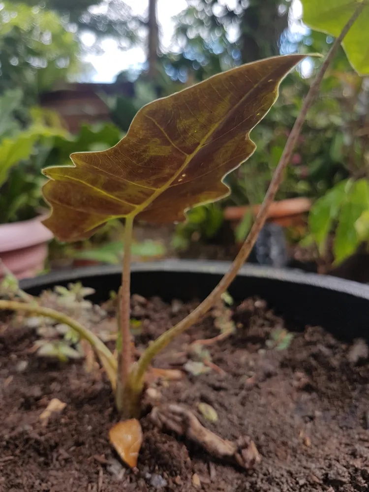 Plante alocasia sanderiana montrant ses caractéristiques typiques