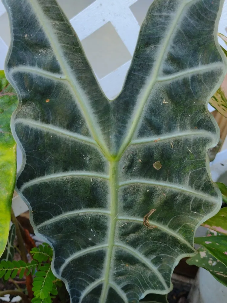 Plante alocasia sanderiana montrant ses caractéristiques typiques