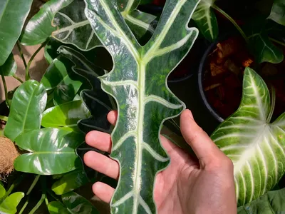 Image miniature de alocasia sanderiana