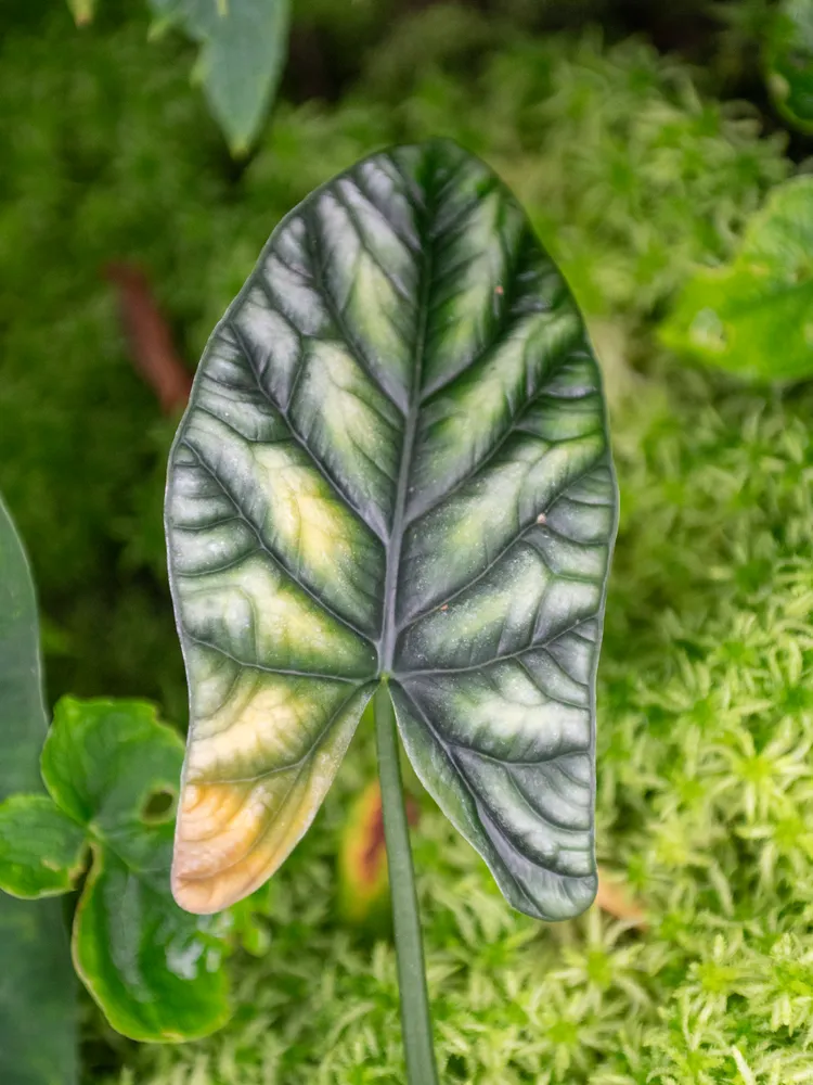 Plante alocasia sinuata montrant ses caractéristiques typiques