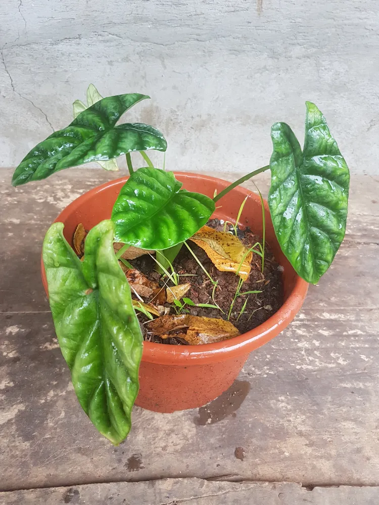 Plante alocasia sinuata montrant ses caractéristiques typiques