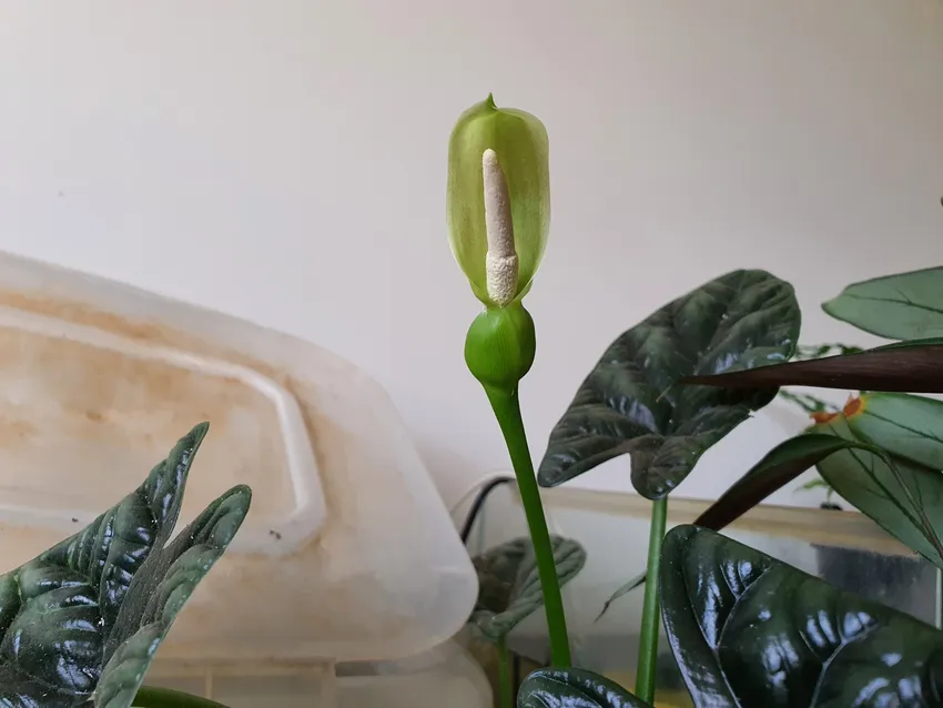 Plante alocasia sinuata montrant ses caractéristiques typiques