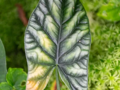 Image miniature de alocasia sinuata