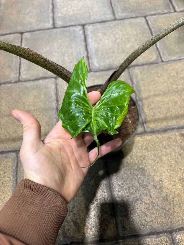 Plante alocasia stingray montrant ses caractéristiques typiques