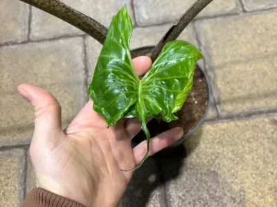 Image miniature de alocasia stingray