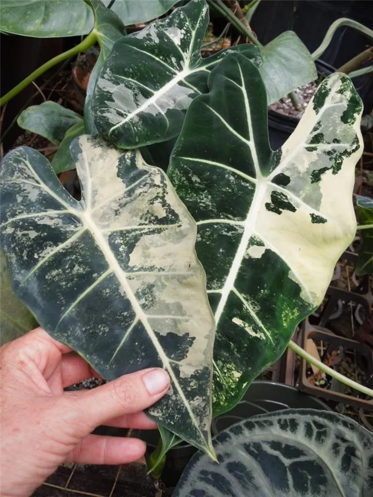 Plante alocasia variegated montrant ses caractéristiques typiques