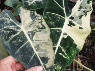 Image miniature de alocasia variegated