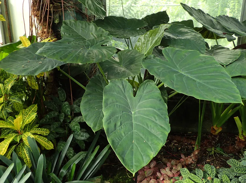 Plante alocasia wentii montrant ses caractéristiques typiques