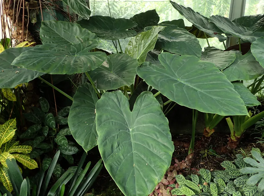 Plante alocasia wentii montrant ses caractéristiques typiques