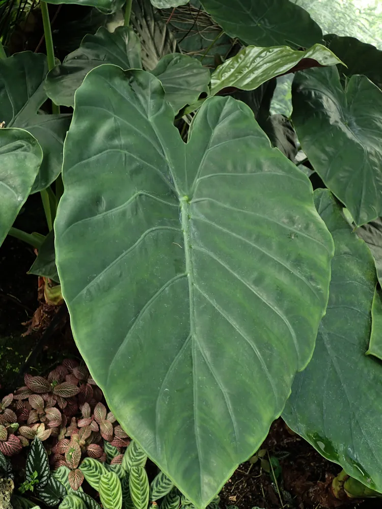 Plante alocasia wentii montrant ses caractéristiques typiques