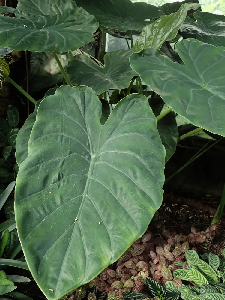 Plante alocasia wentii montrant ses caractéristiques typiques