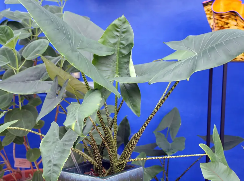 Plante alocasia zebrina montrant ses caractéristiques typiques