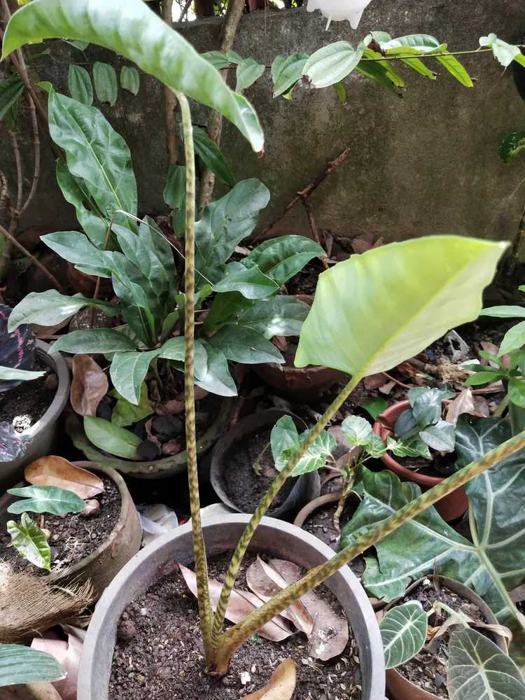 Plante alocasia zebrina montrant ses caractéristiques typiques