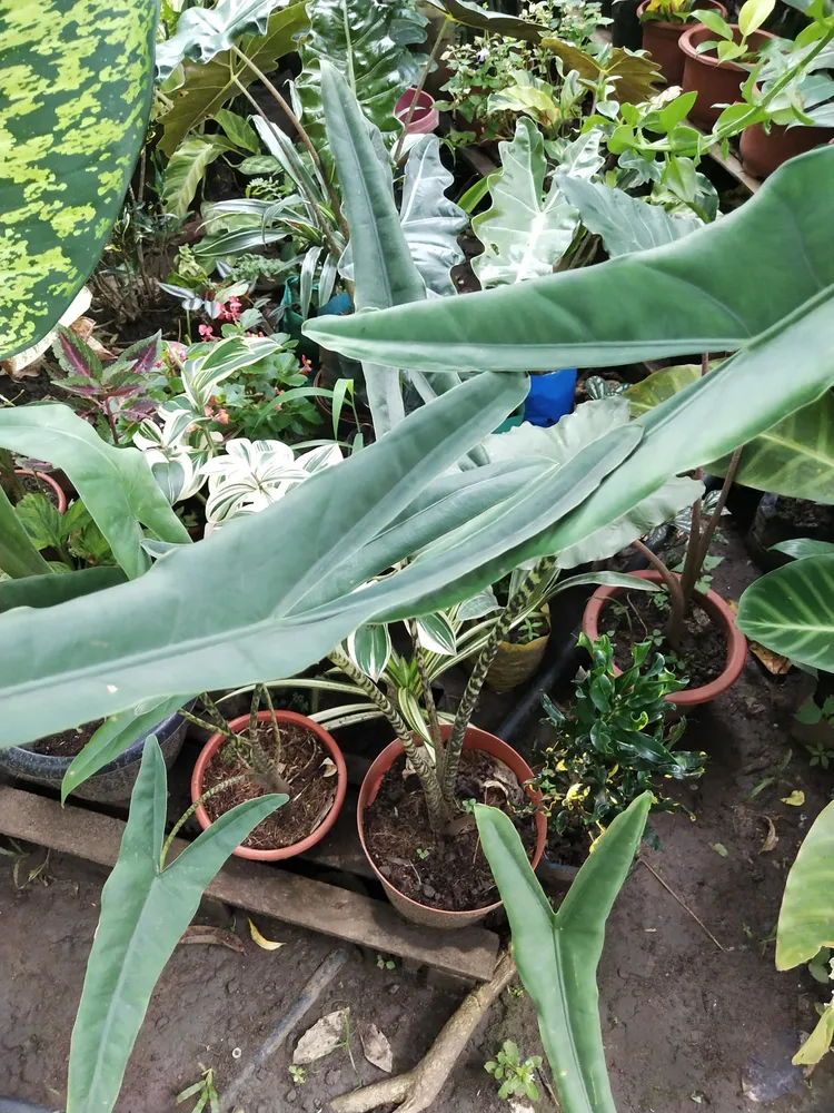 Plante alocasia zebrina montrant ses caractéristiques typiques