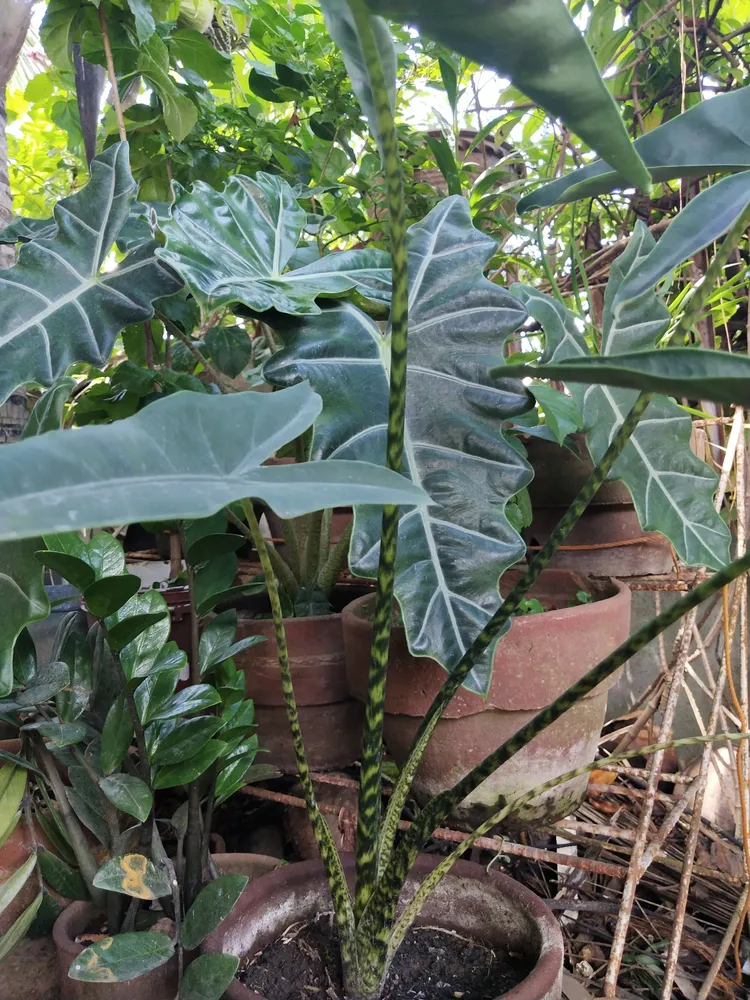 Plante alocasia zebrina montrant ses caractéristiques typiques