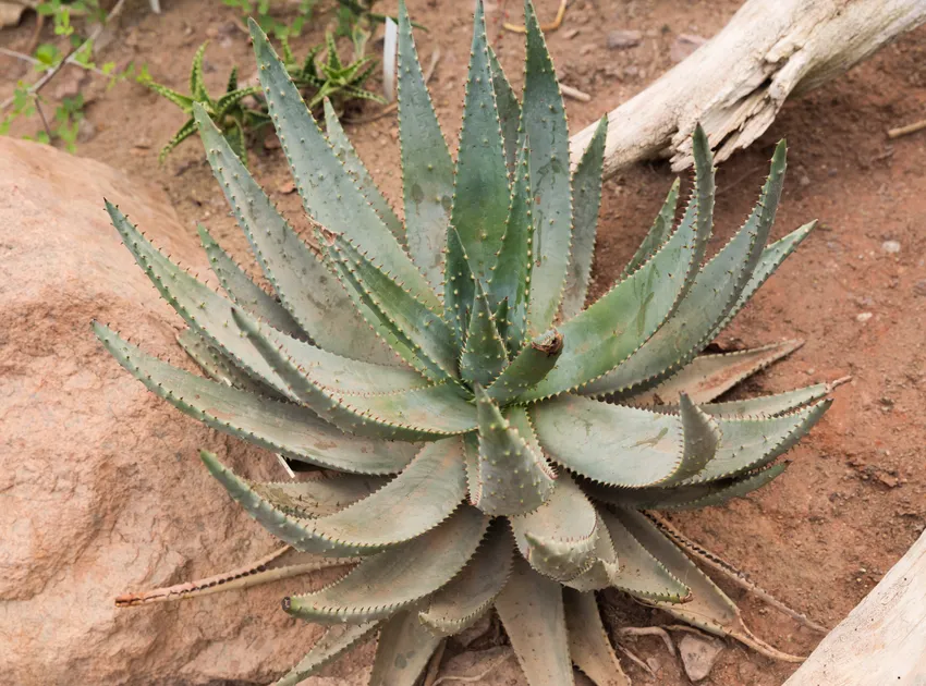 Plante aloe aculeata montrant ses caractéristiques typiques