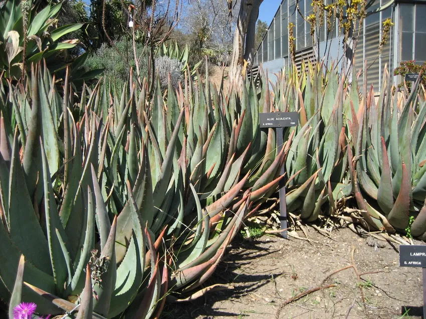 Plante aloe aculeata montrant ses caractéristiques typiques