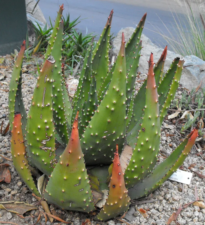 Plante aloe aculeata montrant ses caractéristiques typiques