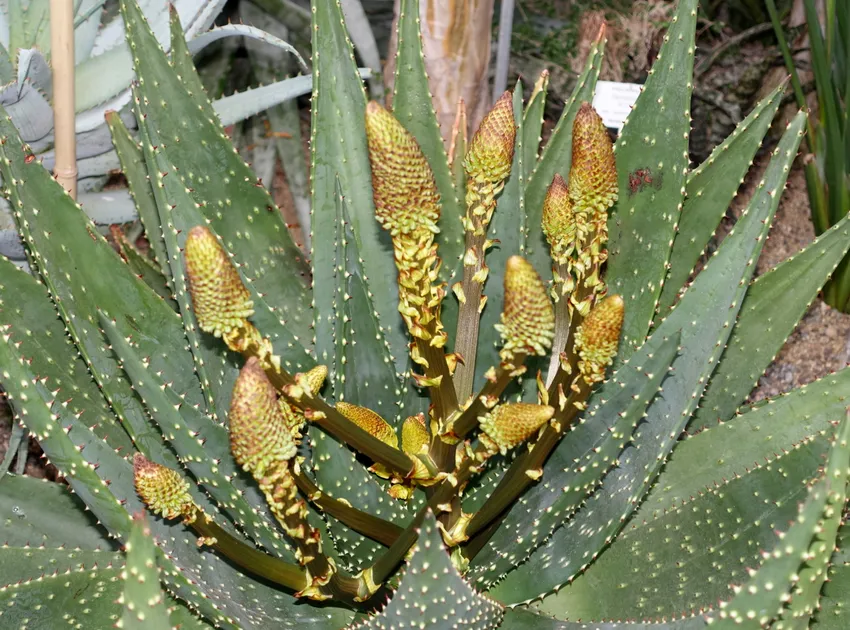 Plante aloe aculeata montrant ses caractéristiques typiques