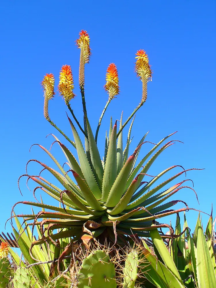 Plante aloe arborescens montrant ses caractéristiques typiques