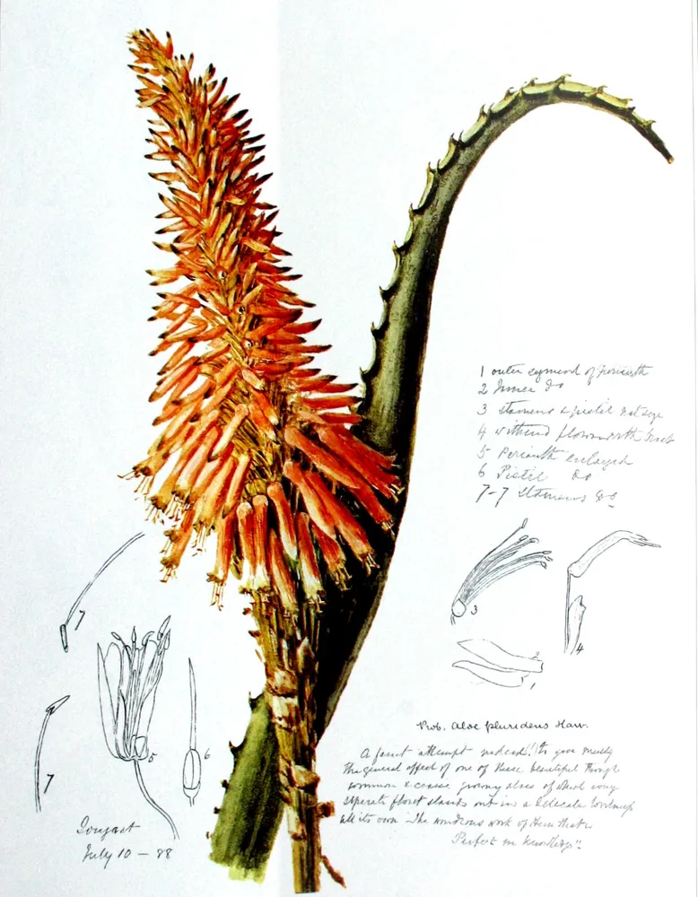 Plante aloe arborescens montrant ses caractéristiques typiques