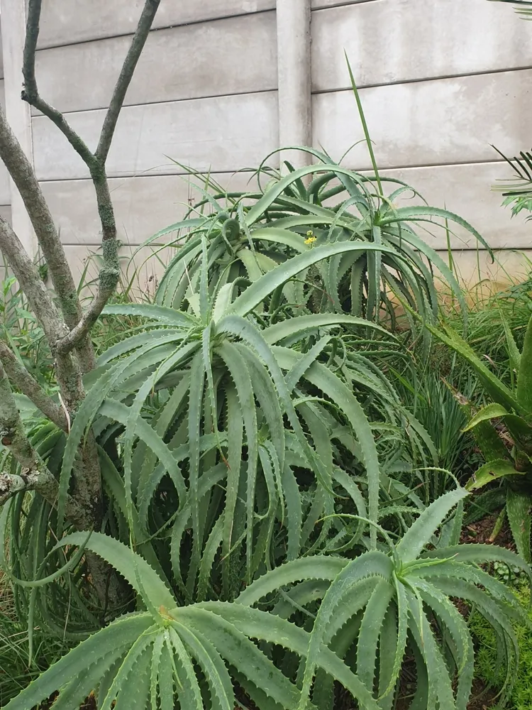 Plante aloe arborescens montrant ses caractéristiques typiques