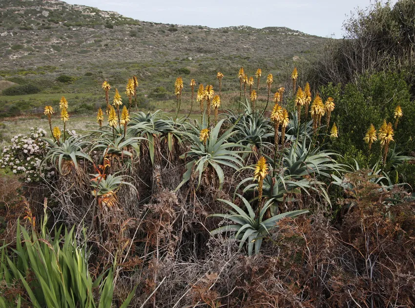 Plante aloe arborescens montrant ses caractéristiques typiques