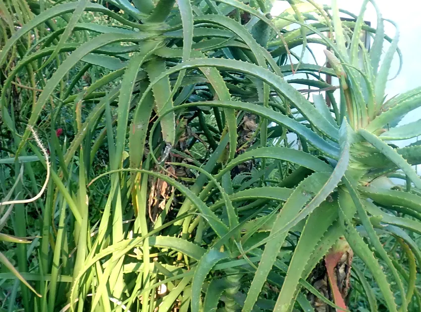 Plante aloe arborescens montrant ses caractéristiques typiques