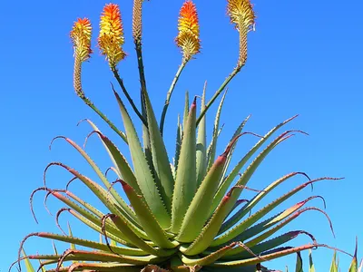 Image miniature de aloe arborescens