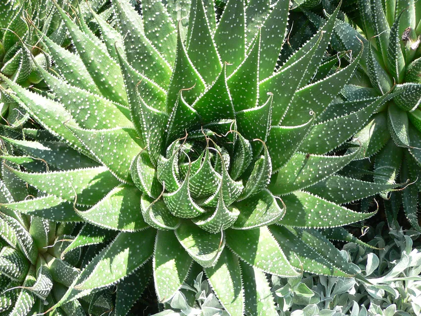 Plante aloe aristata montrant ses caractéristiques typiques