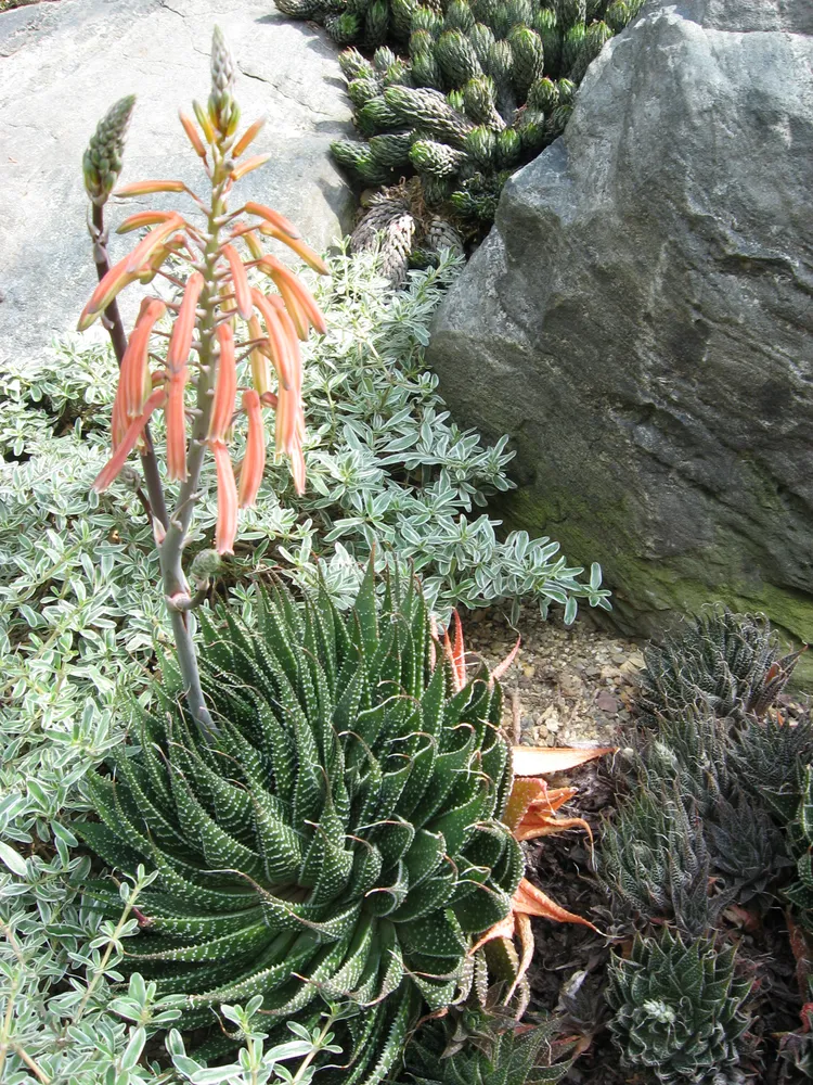 Plante aloe aristata montrant ses caractéristiques typiques