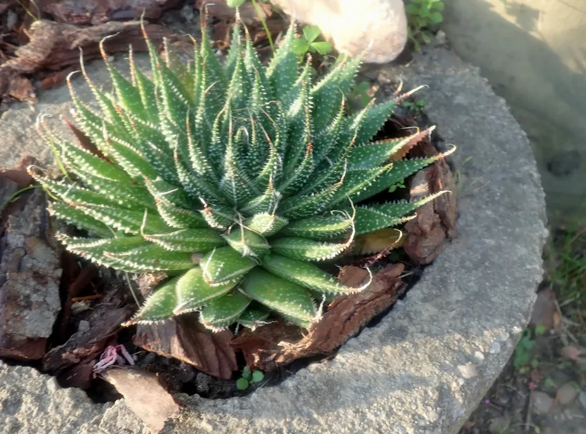 Plante aloe aristata montrant ses caractéristiques typiques