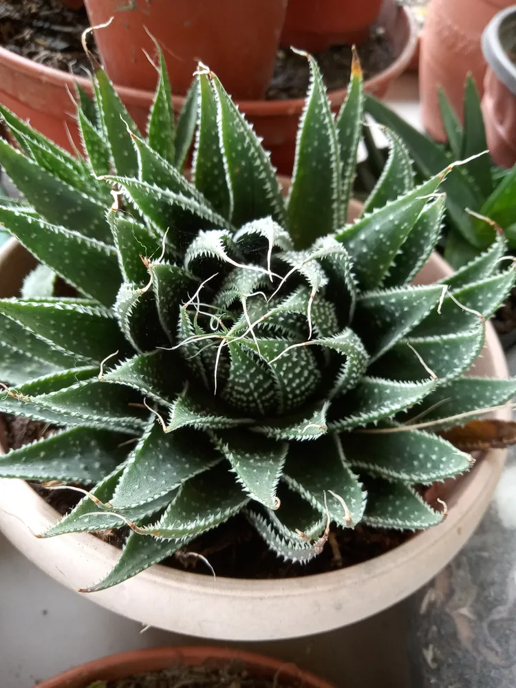 Plante aloe aristata montrant ses caractéristiques typiques