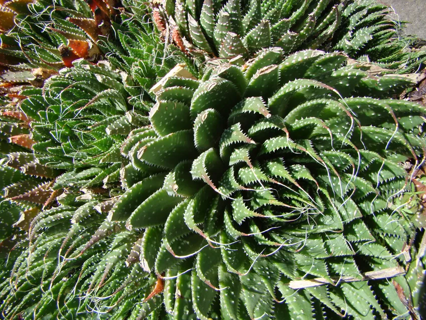 Plante aloe aristata montrant ses caractéristiques typiques