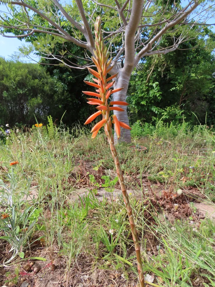 Plante aloe brevifolia montrant ses caractéristiques typiques