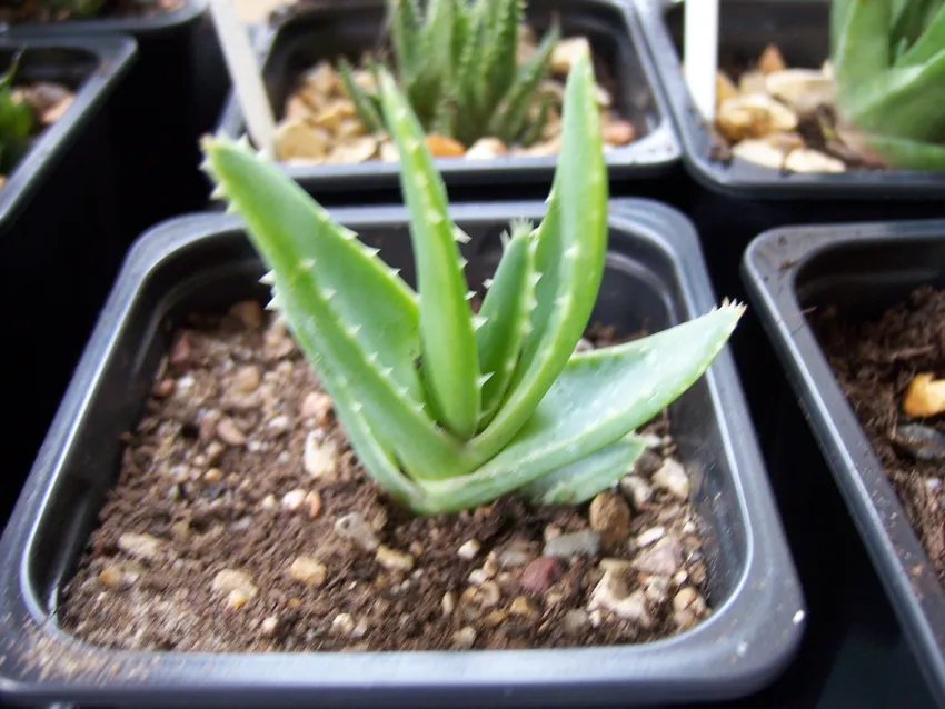 Plante aloe brevifolia montrant ses caractéristiques typiques