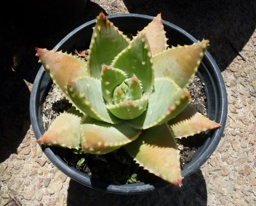 Plante aloe brevifolia montrant ses caractéristiques typiques