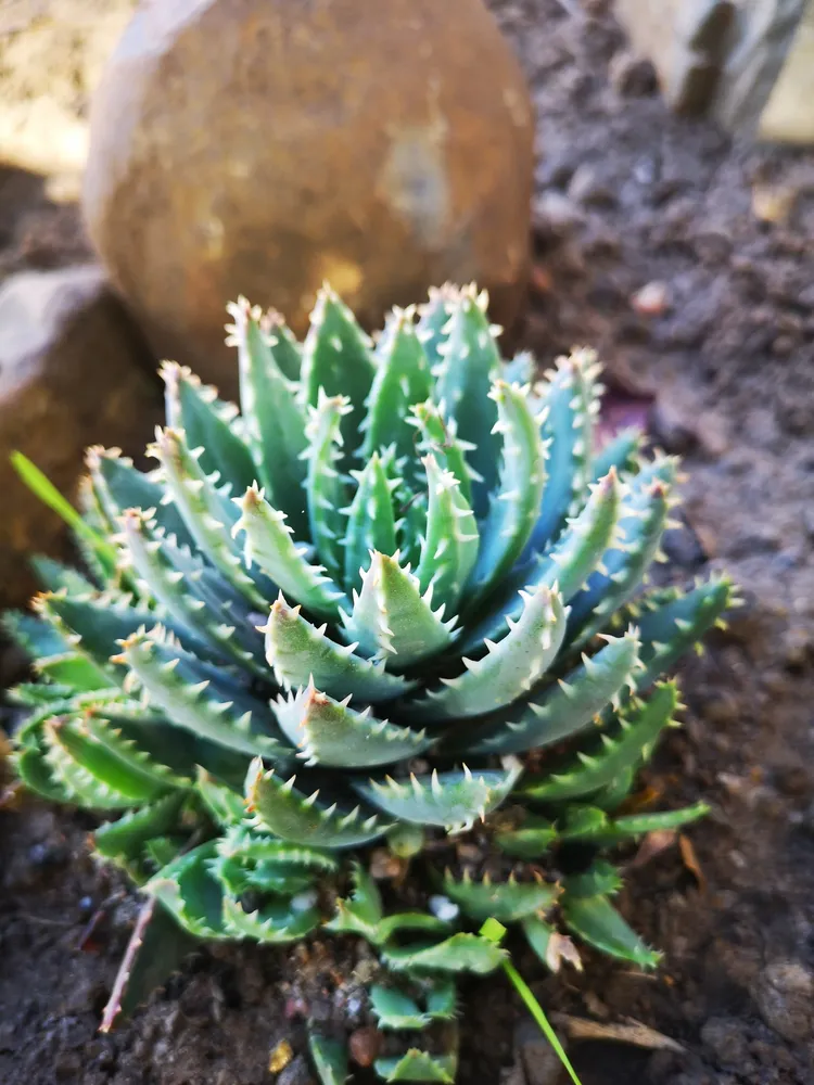 Plante aloe brevifolia montrant ses caractéristiques typiques