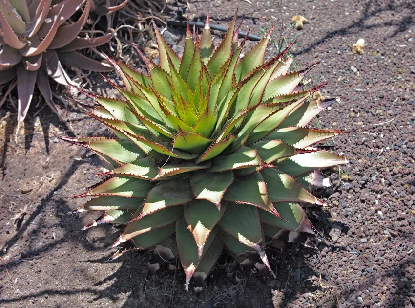 Plante aloe broomii montrant ses caractéristiques typiques