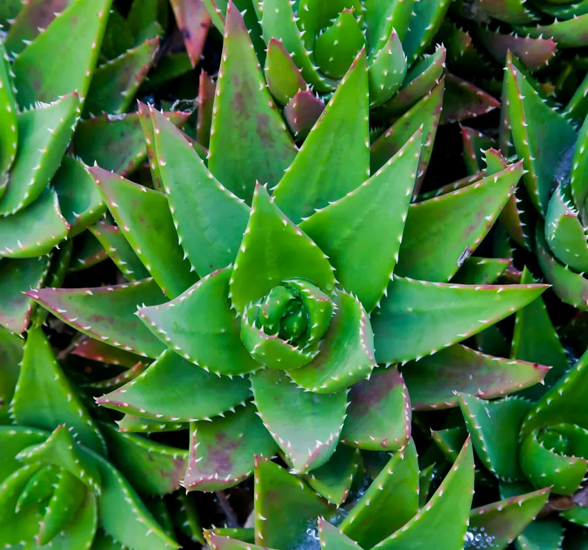 Plante aloe broomii montrant ses caractéristiques typiques