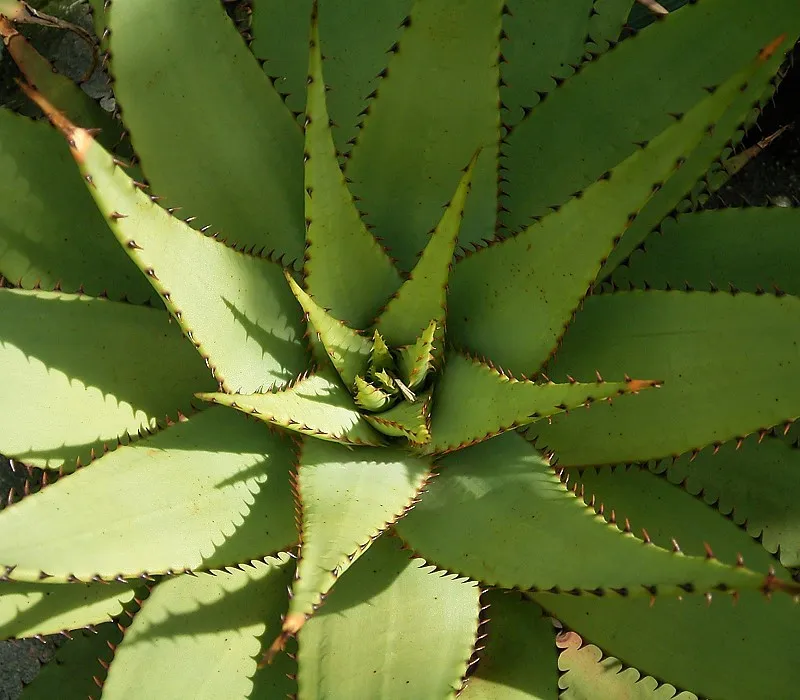 Plante aloe broomii montrant ses caractéristiques typiques