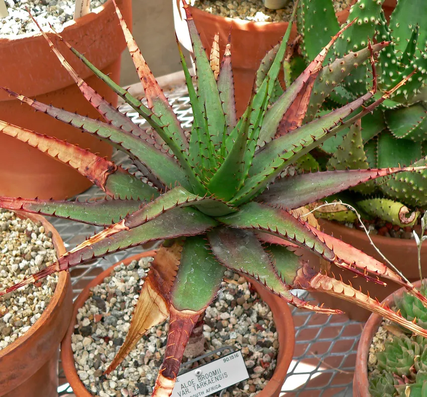 Plante aloe broomii montrant ses caractéristiques typiques