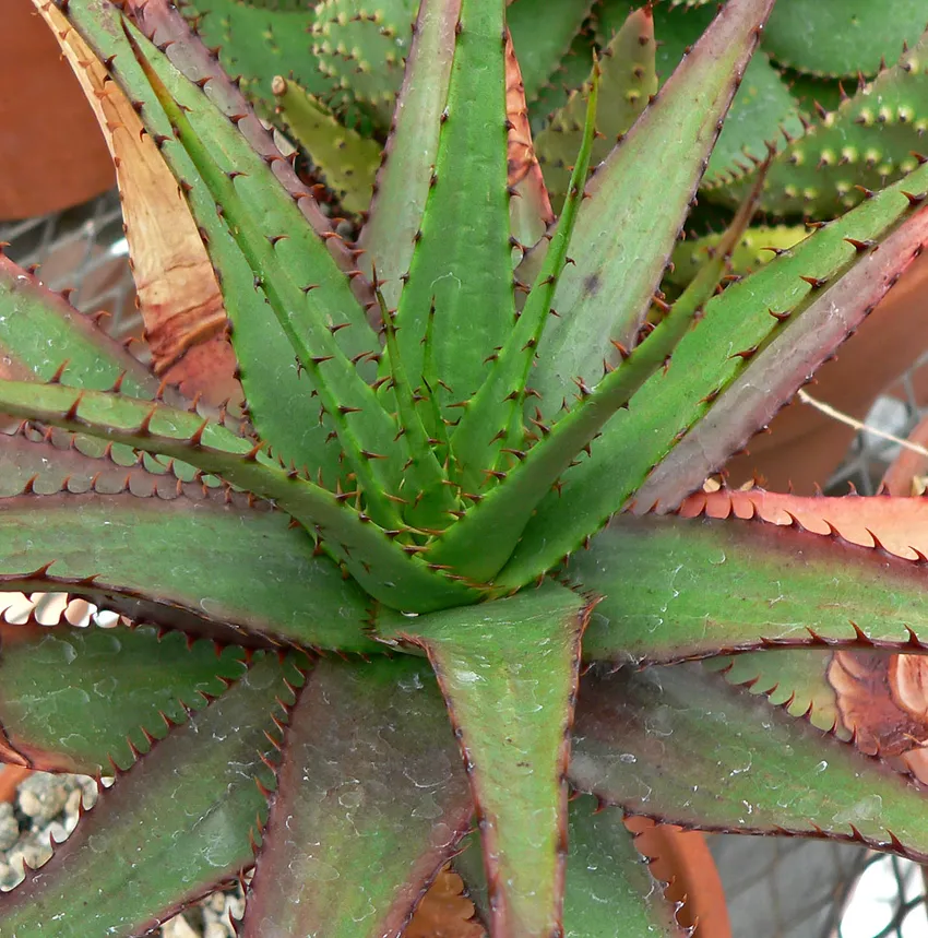 Plante aloe broomii montrant ses caractéristiques typiques