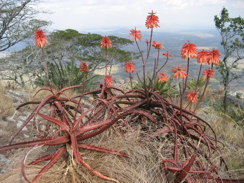 Plante aloe cameronii montrant ses caractéristiques typiques