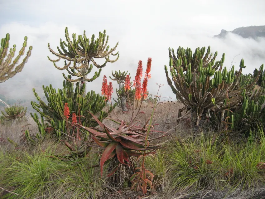 Plante aloe cameronii montrant ses caractéristiques typiques