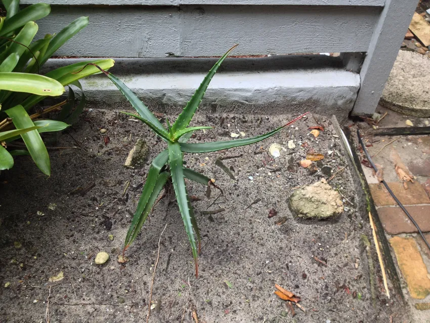 Plante aloe cameronii montrant ses caractéristiques typiques