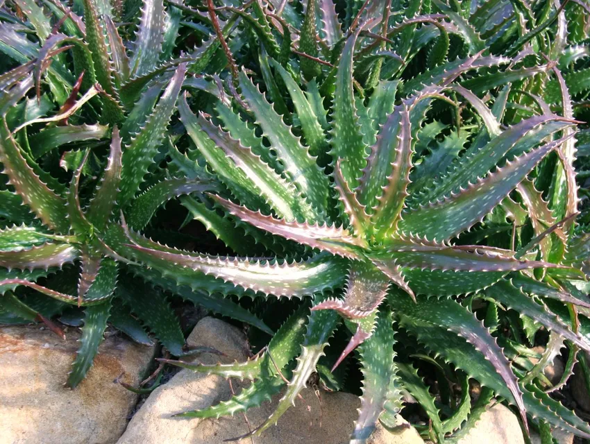 Plante aloe dorotheae montrant ses caractéristiques typiques