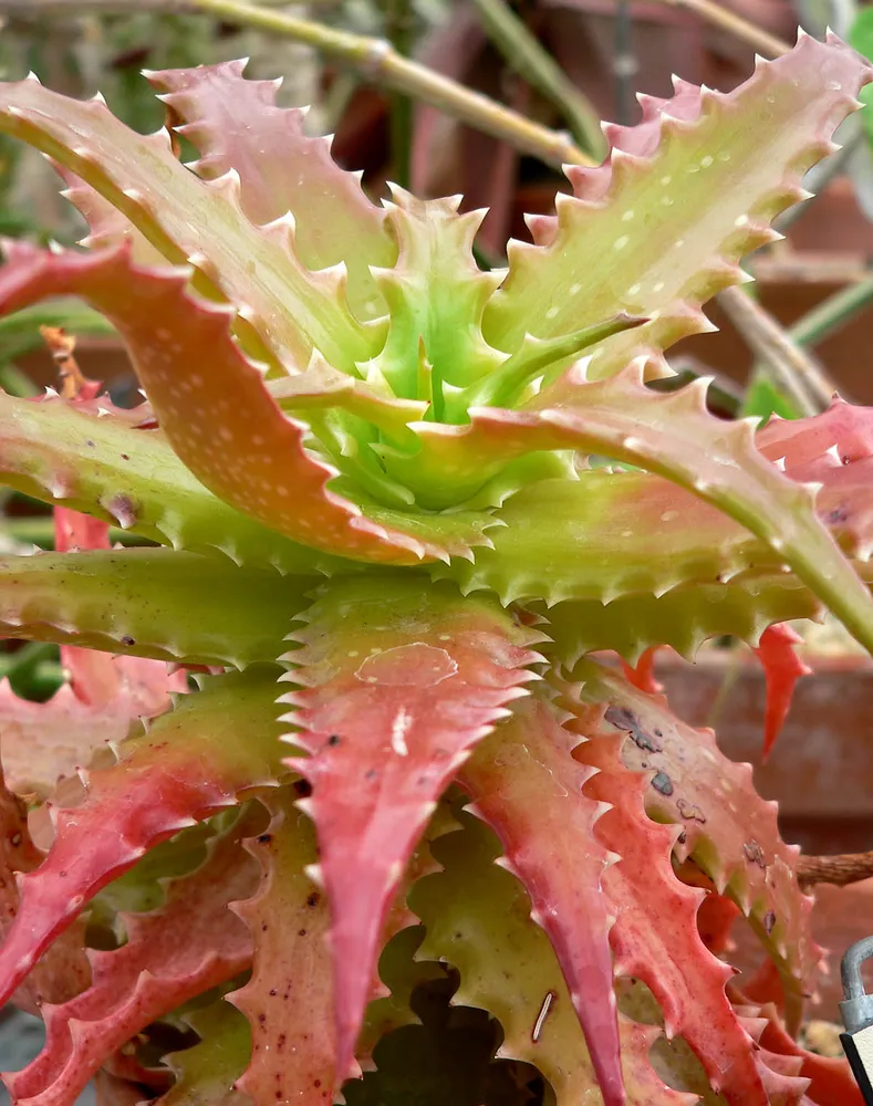 Plante aloe dorotheae montrant ses caractéristiques typiques