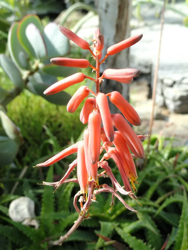 Plante aloe dorotheae montrant ses caractéristiques typiques